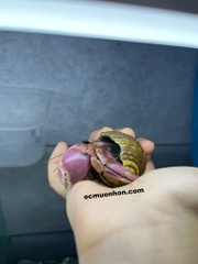 Ốc mượn hồn BREVIMANUS (màu ngẫu nhiên)