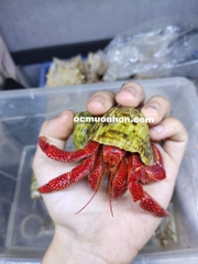 Ốc mượn hồn PERLATUS ĐỎ màu ngẫu nhiên