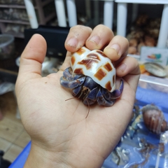 ỐC MƯỢN HỒN PUR