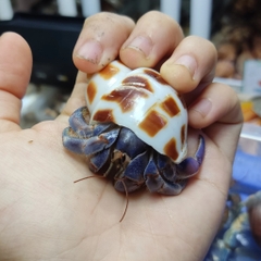 ỐC MƯỢN HỒN PUR