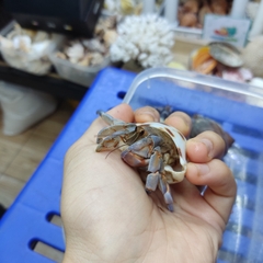 ỐC MƯỢN HỒN PUR