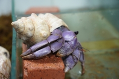 Ốc Mượn Hồn Violasen