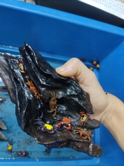 Cua vampire - black eye