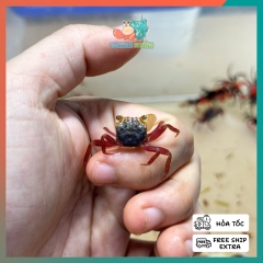 Cua cua ma cà rồng mini Mandarin - VAMPIRE CRAB