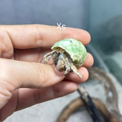 ỐC MƯỢN HỒN PUR