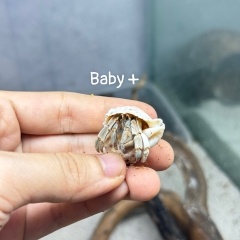 ỐC MƯỢN HỒN PUR