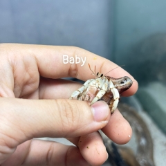 ỐC MƯỢN HỒN PUR