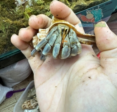 Ốc Mượn hồn Tiger lila nhiều màu