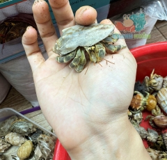 Ốc Mượn hồn Tiger lila nhiều màu