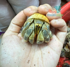 Ốc Mượn hồn Tiger lila nhiều màu