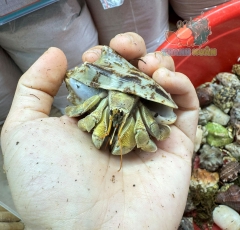 Ốc Mượn hồn Tiger lila nhiều màu