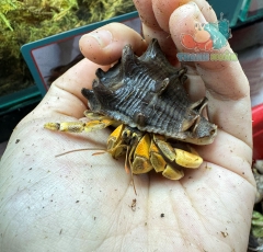 Ốc Mượn hồn Tiger lila nhiều màu