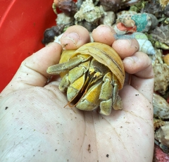 Ốc Mượn hồn Tiger lila nhiều màu