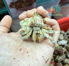 Ốc Mượn hồn Tiger lila nhiều màu