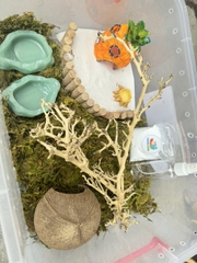 Combo nuôi ốc mượn hồn size baby xs s M dành co người mới  thùng 45cm - HN475