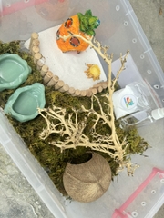 Combo nuôi ốc mượn hồn size baby xs s M dành co người mới  thùng 45cm - HN475