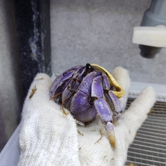 Ốc Mượn Hồn Violasen