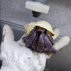 Ốc Mượn Hồn Violasen