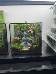 Workshop terrarium