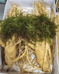 Sâm tươi 4 củ 1kg