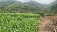 BÁN TRANG TRẠI VẠN HÒA