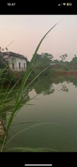 BÁN TRANG TRẠI NHÀ VƯỜN THÔN CHÍNH TIẾN - GIA PHÚ - BẢO THẮNG