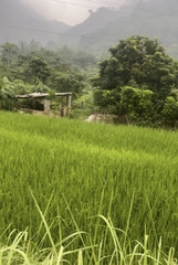 TRANG TRẠI BẢN CẦM LÀO CAI