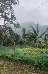 TRANG TRẠI BẢN CẦM LÀO CAI