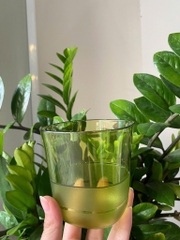 Cốc Tupperware 230ml - xanh lá