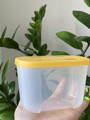 Tuptrung Hộp Đông Thường 300ml (01 Hộp)
