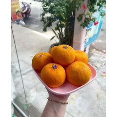 Combo Tuptrung Bộ Đĩa Vuông 20cm 4 Màu