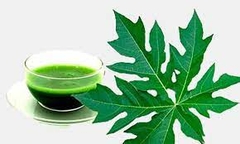 15 lợi ích tuyệt vời của lá đu đủ mà ít người biết