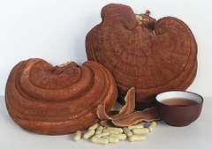 Nấm Linh Chi đỏ trồng