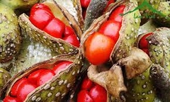 Hạt dổi rừng Tây Bắc