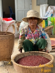 Xích tiểu đậu (đậu đỏ hạt nhỏ) trồng thuận tự nhiên giống thuần chủng thương hiệu An Hòa Farm