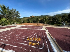 Xích tiểu đậu (đậu đỏ hạt nhỏ) trồng thuận tự nhiên giống thuần chủng thương hiệu An Hòa Farm
