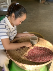 Xích tiểu đậu (đậu đỏ hạt nhỏ) trồng thuận tự nhiên giống thuần chủng thương hiệu An Hòa Farm