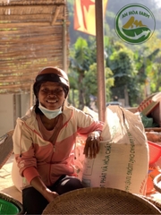 Xích tiểu đậu (đậu đỏ hạt nhỏ) trồng thuận tự nhiên giống thuần chủng thương hiệu An Hòa Farm