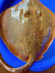 Cá đuối