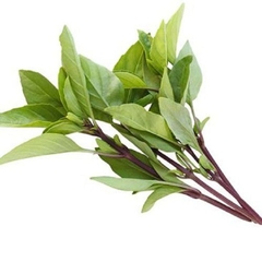 Rau húng chó (100g),
