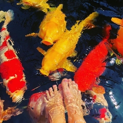 Thức Ăn Cao Cấp Cho Cá Chép KOI HAVU KOI FOOD, Tăng Trưởng, Lên Màu, Sức Đề Kháng Cao