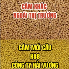 (Bao 10kg Đã Xay) Cám Thơm Câu Cá H88, Mồi Câu Cá Chép, Trôi, Mè. Trắm..