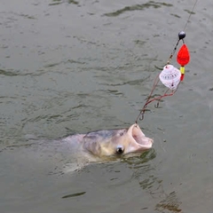 (Combo 2 Bộ ) Bom Mè Lăng Xê Dạ Quang, Sử dụng câu cá mè