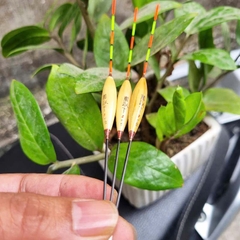 Phao Cỏ Lau Phi Thanh, Chuyên Dùng Câu Nước Nông, Câu Lửng, Cá Nhát