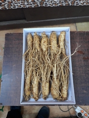 Sâm tươi Hàn Quốc
