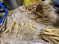 Sâm tươi Hàn Quốc