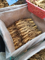 Sâm tươi Hàn Quốc
