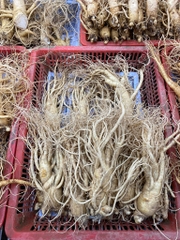 Sâm tươi Hàn Quốc