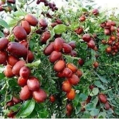 Táo đỏ Hòa Điền -Tân Cương khô tự nhiên trên cây loại đặc biệt túi zip 500g
