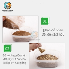 Hạt Giống Cỏ Mèo Tự Trồng Tại Nhà Dễ Dàng - Hộp Trong Suốt